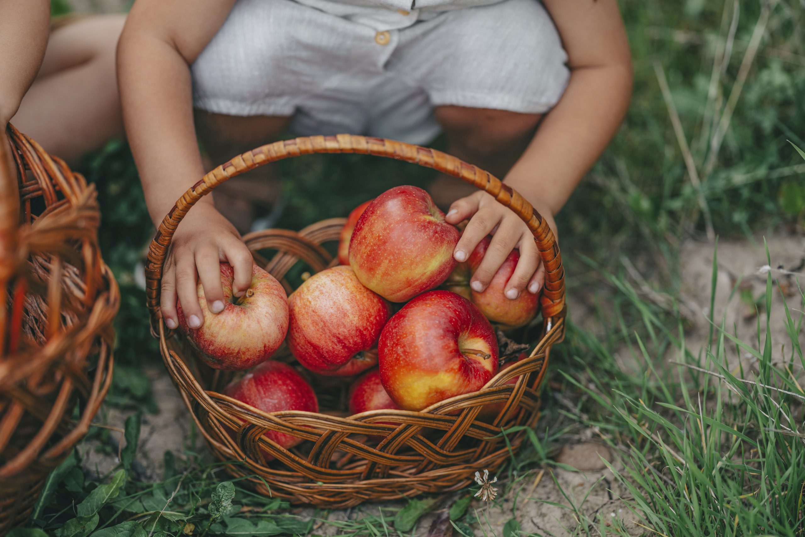 Apple Festival